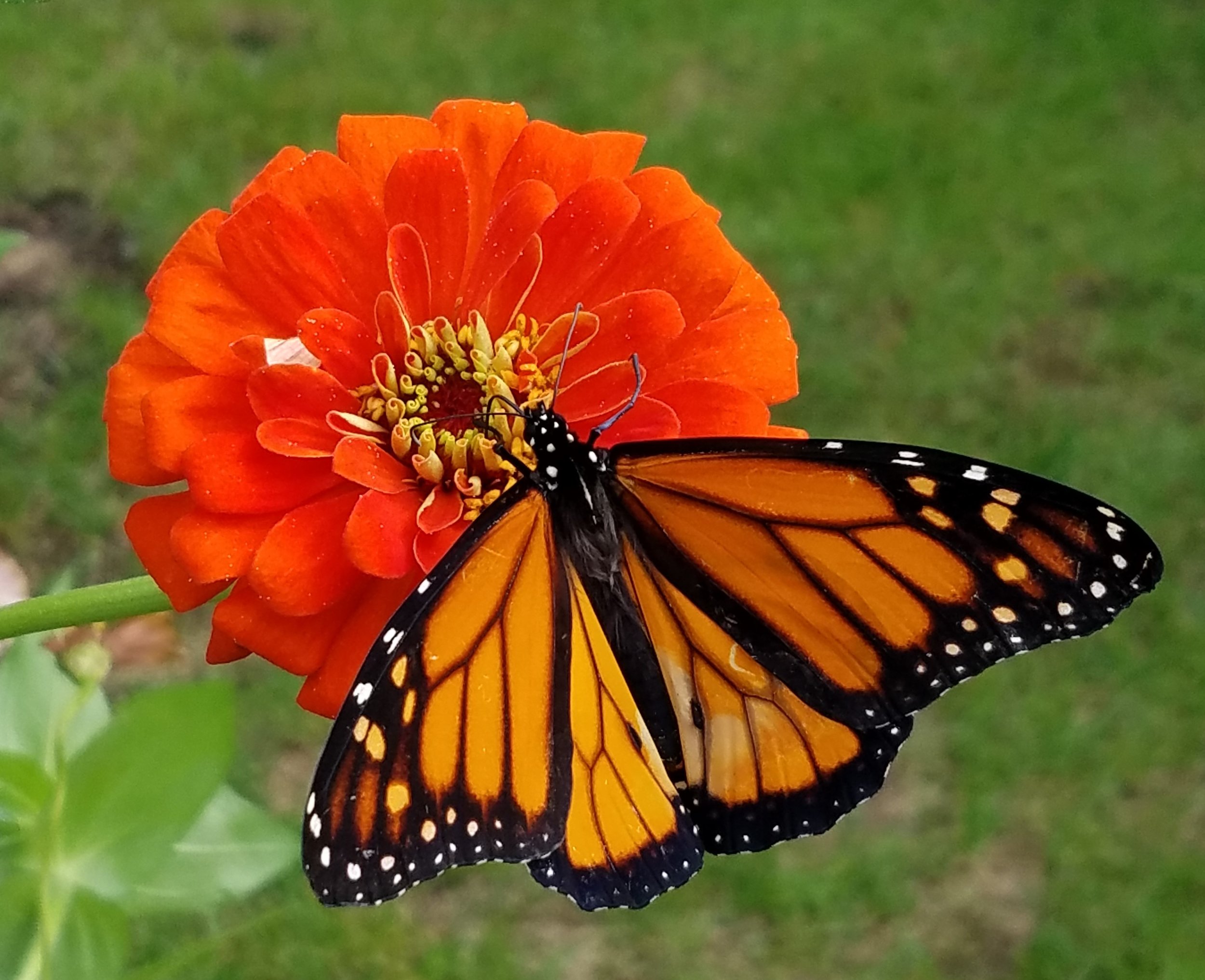 20180926_Male Monarch on Zinnia.jpg