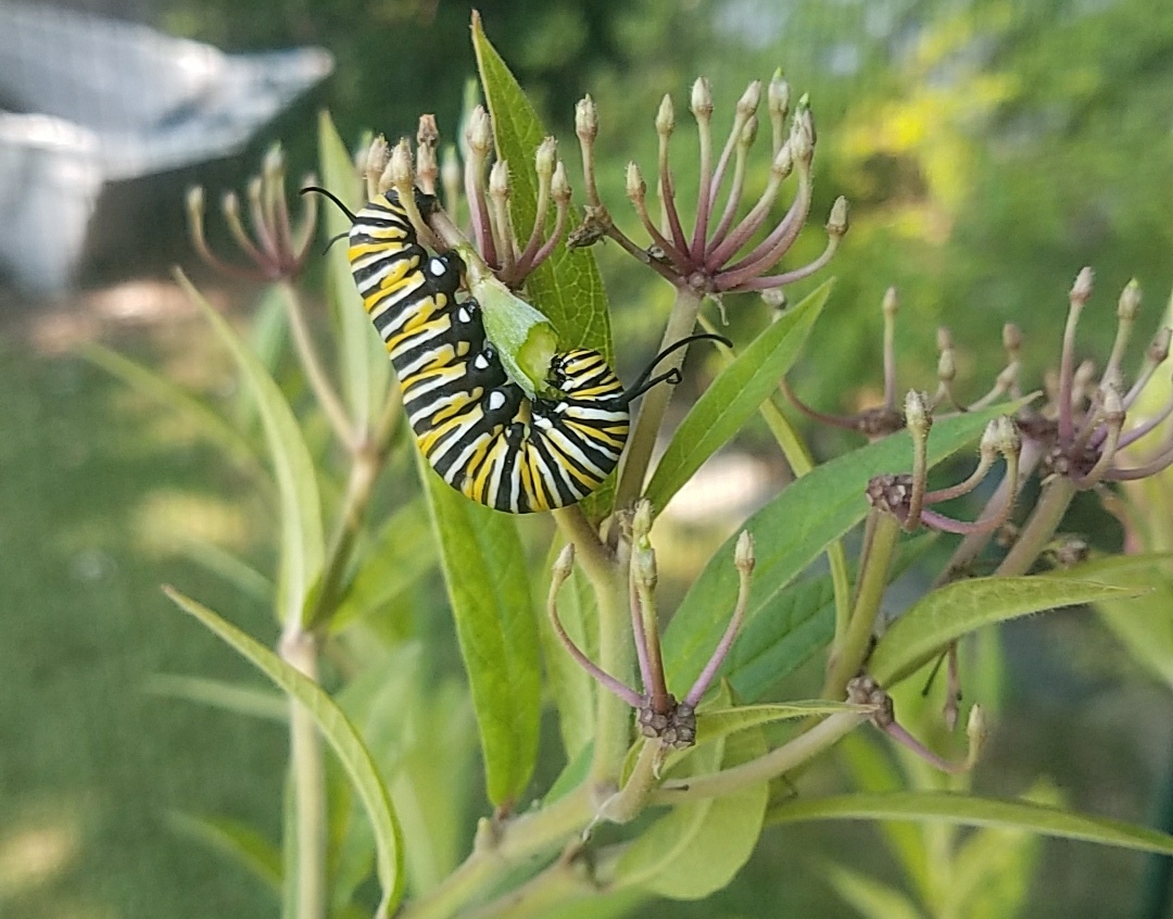 Monarch 20170816_Monarch Caterpillar Eating Milkweed Seedpod.jpg