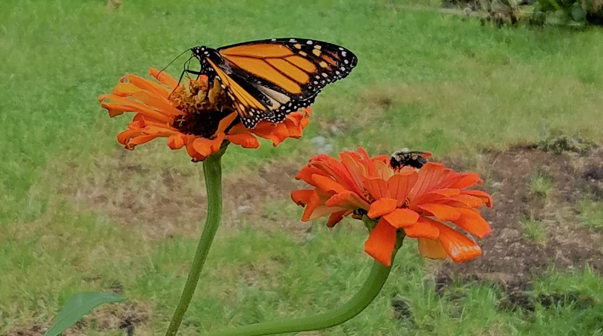Monarch _ Bee on Zinnia.png