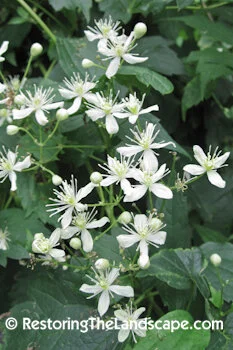 Clematis Virginiana.jpg