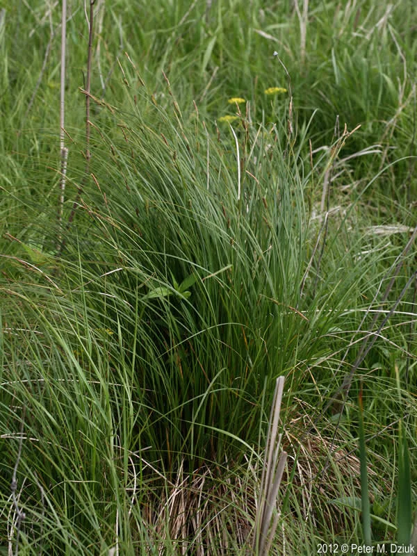 Carex stricta.jpg
