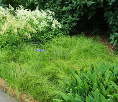 Carex pensylvanica.jpg