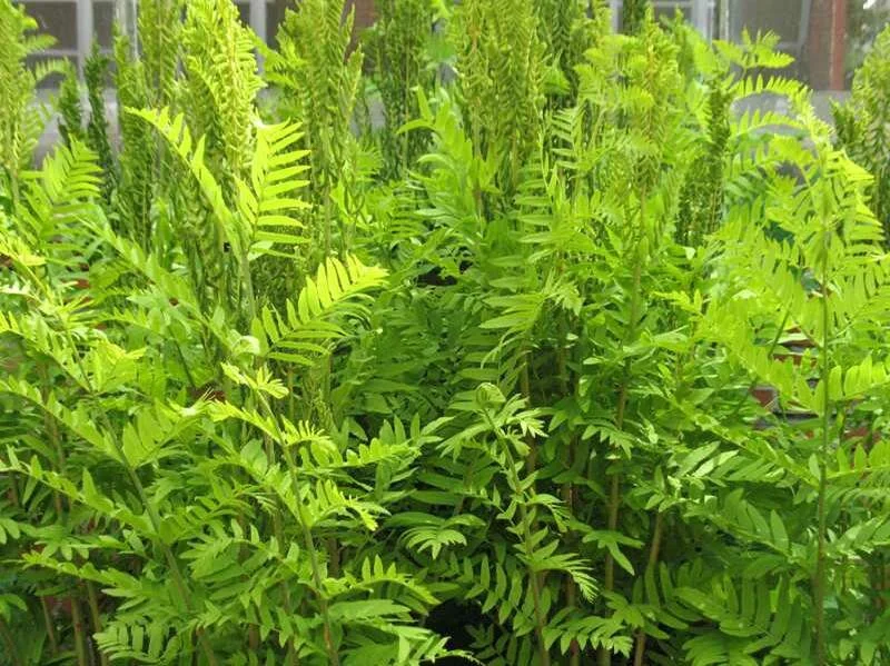 Osmunda regalis.jpg