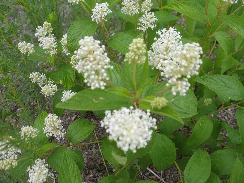 Ceanothus americanus.jpg