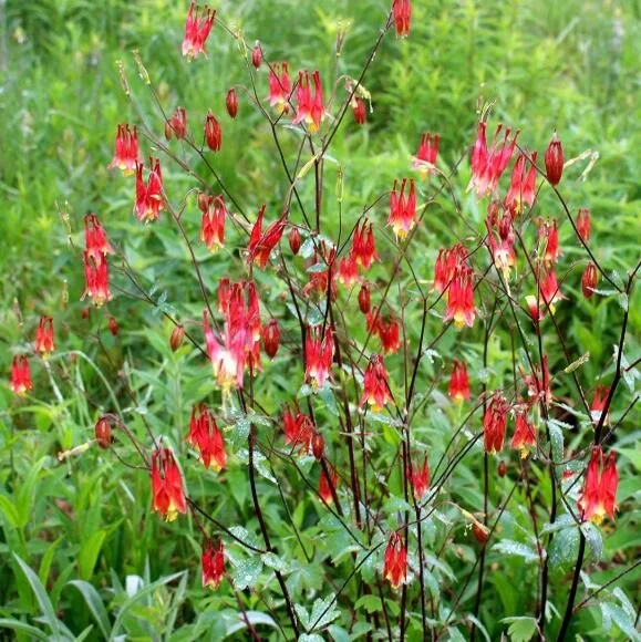 Aquilegia canadensis.JPG
