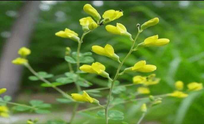 Baptisia tinctoria.JPG