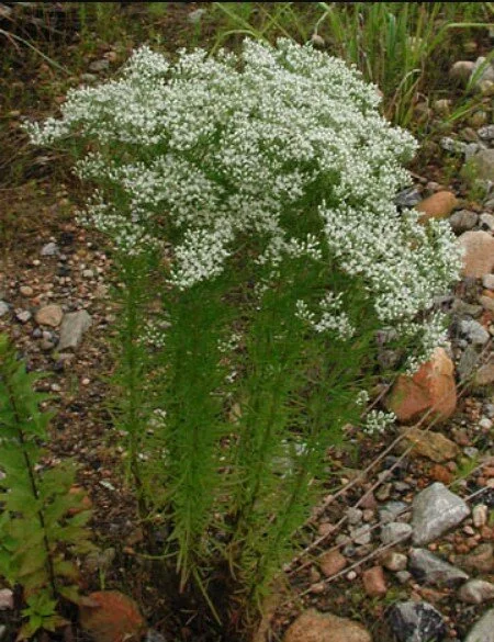 Eupatorium hyssopifolium.jpg