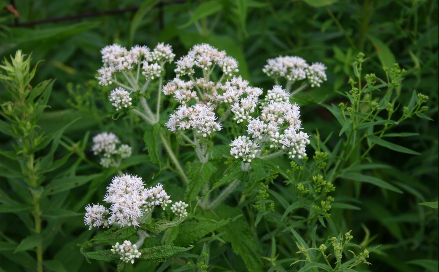 Eupatorium perfoliatum.jpg