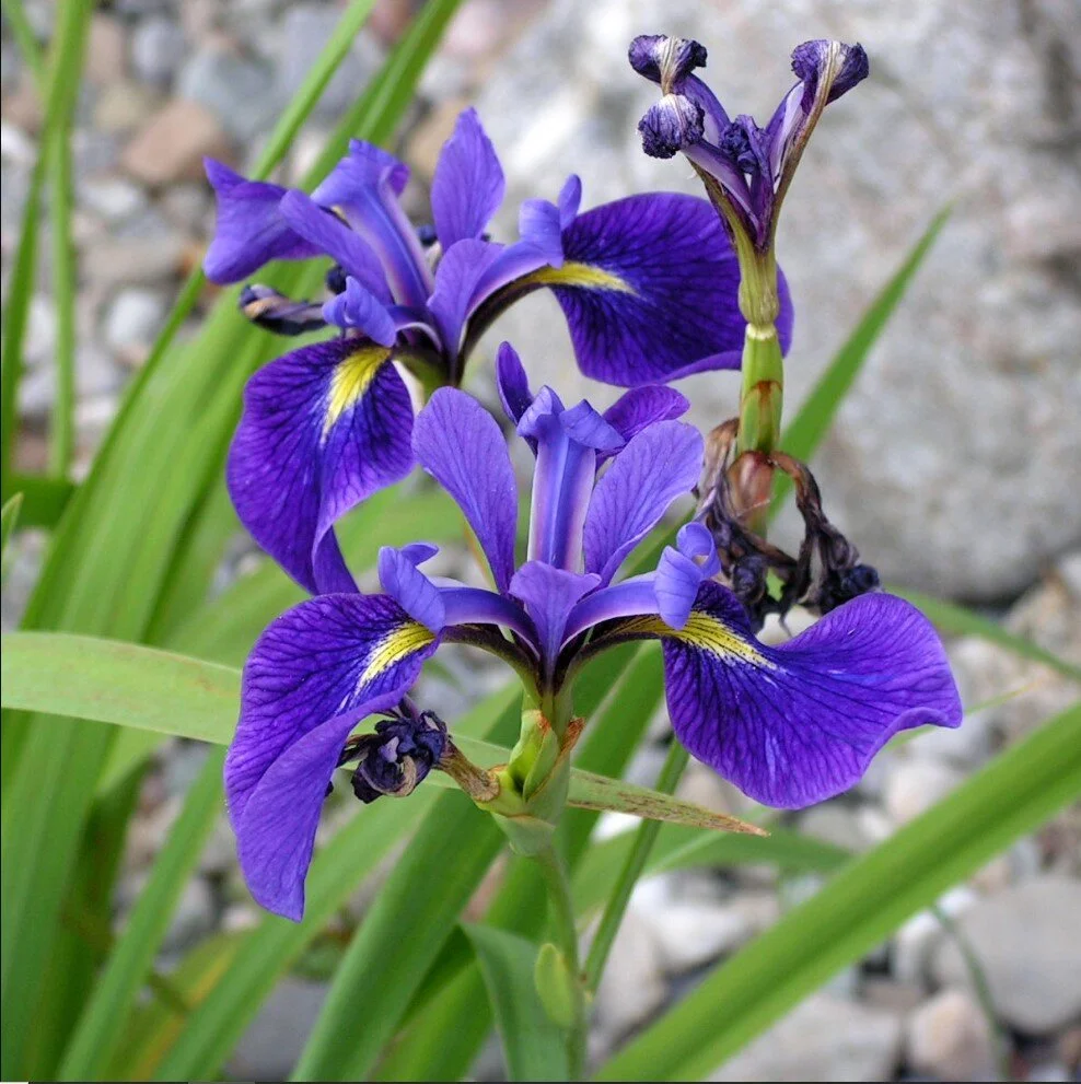 Iris versicolor.jpg