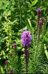 Liatris spicata.jpg
