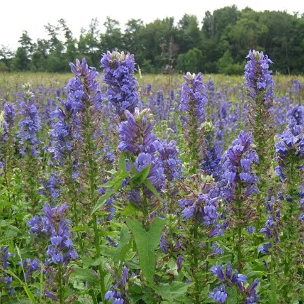 Lobelia siphilitica.jpg