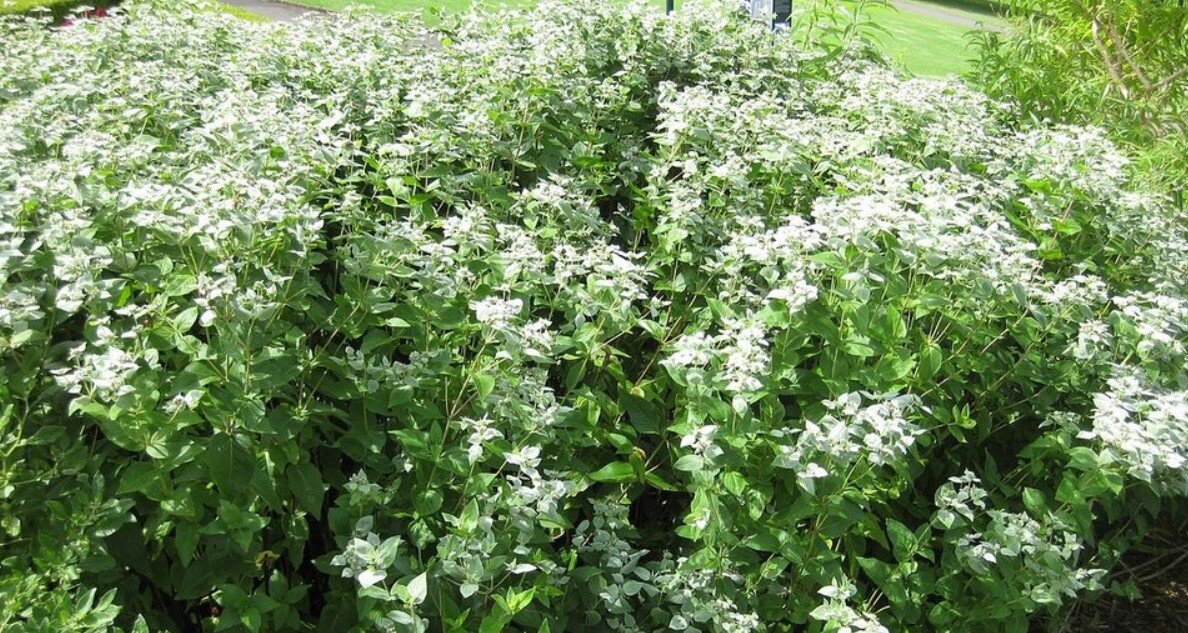 Pycnanthemum muticum.jpg