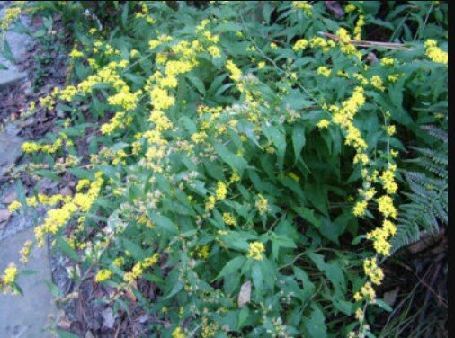 Solidago caesia.jpg