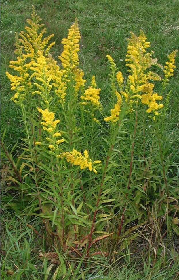 Solidago sempervirens ~ Seaside Goldenrod / Medium