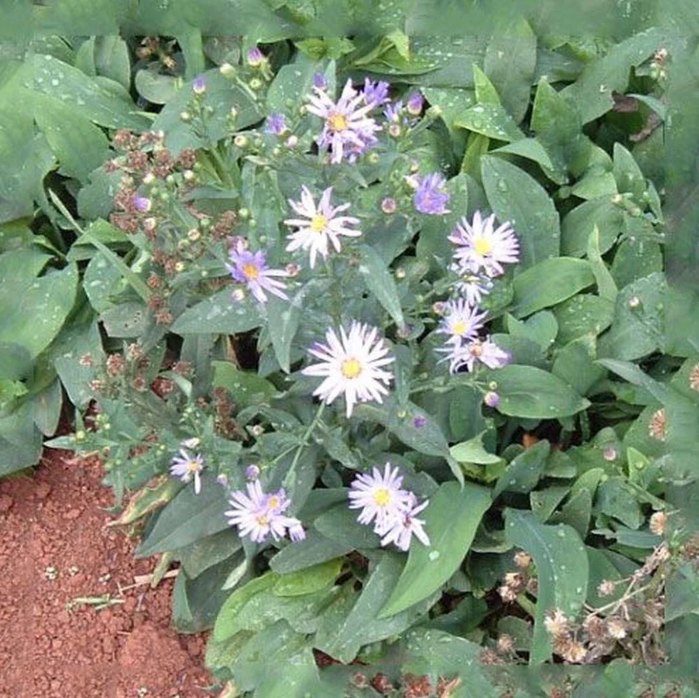 Symphyotrichum laeve.jpg