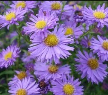 Symphyotrichum novi-belgii.jpg