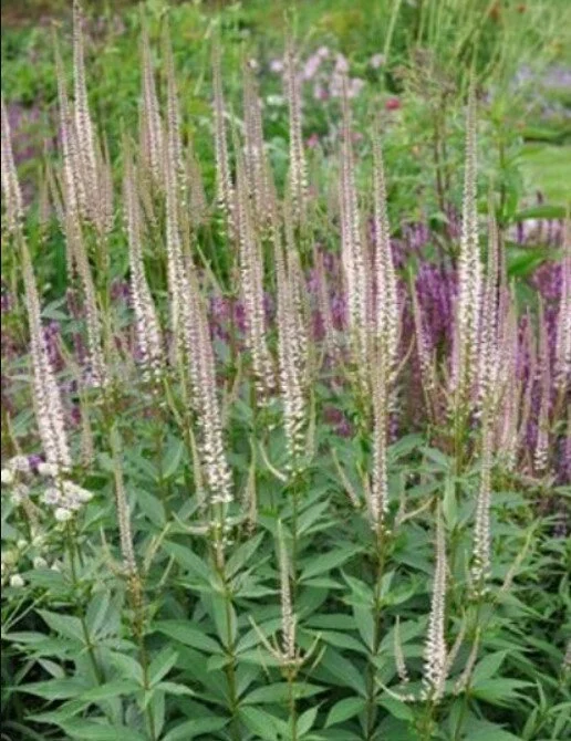 Veronicastrum virginianum.jpg