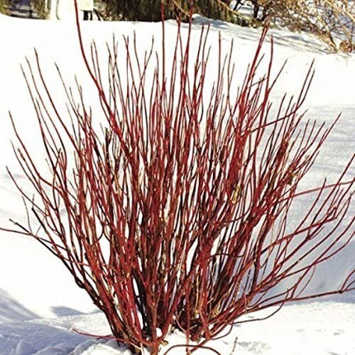 Cornus sericea.jpg