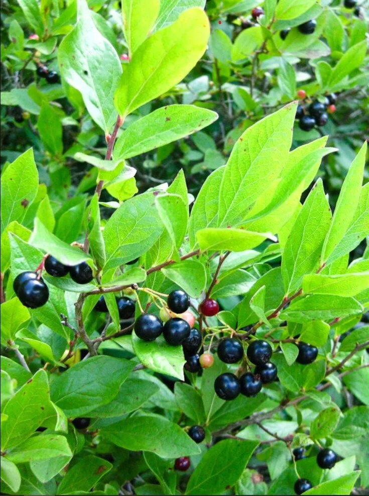 Gaylussacia baccata.jpg