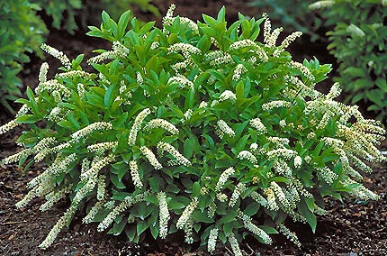 Itea virginica.jpg