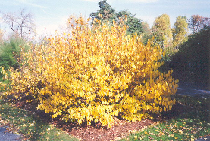 Lindera benzoin.jpg