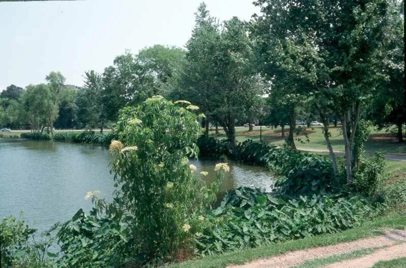 Sambucus nigra canadensis.jpg