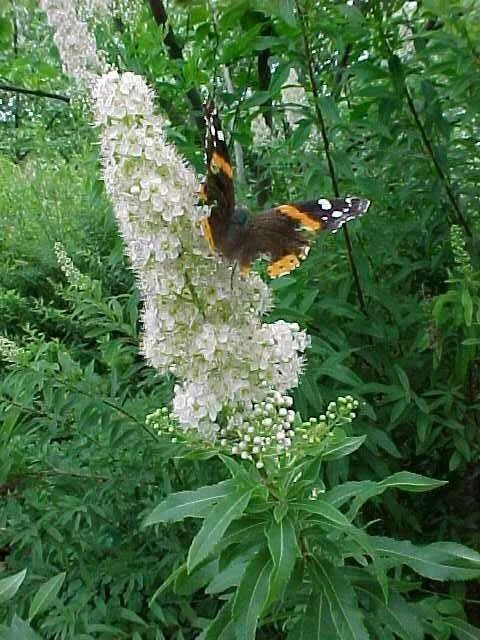Spiraea alba.jpg