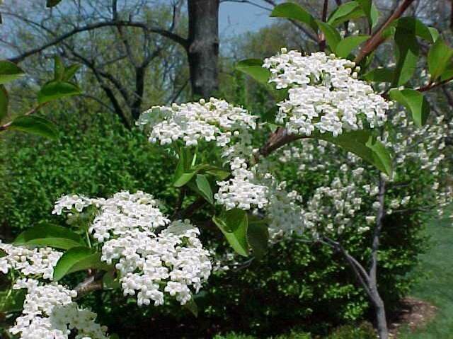 Viburnum prunifolium.jpg
