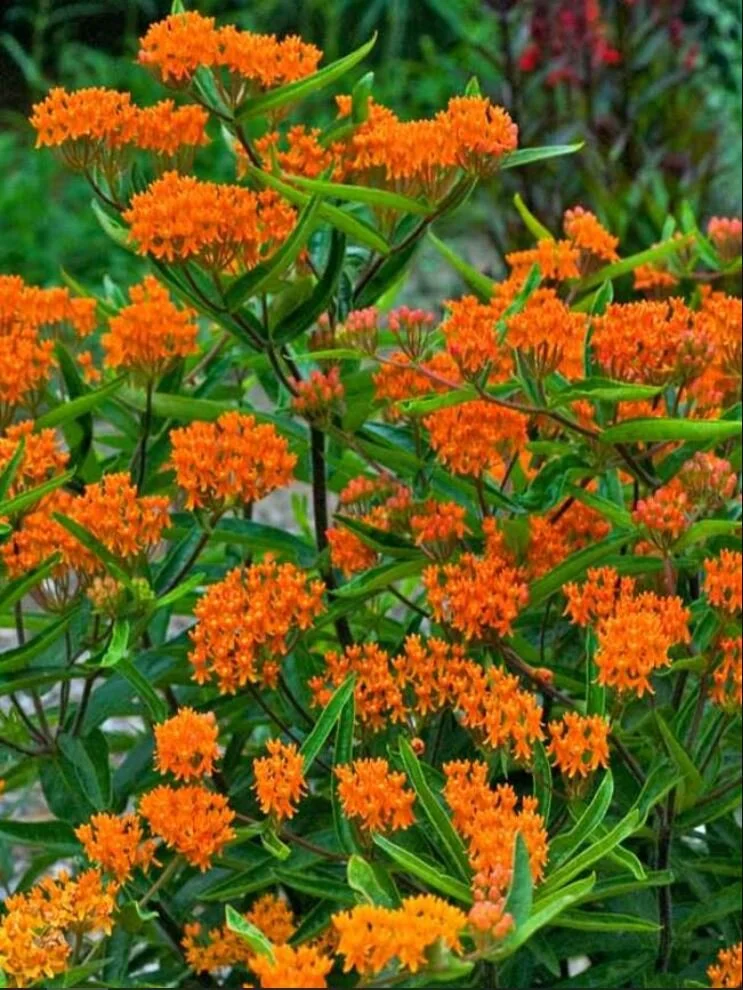 Asclepias tuberosa ~ Butterflyweed / xSmall 5-Pack