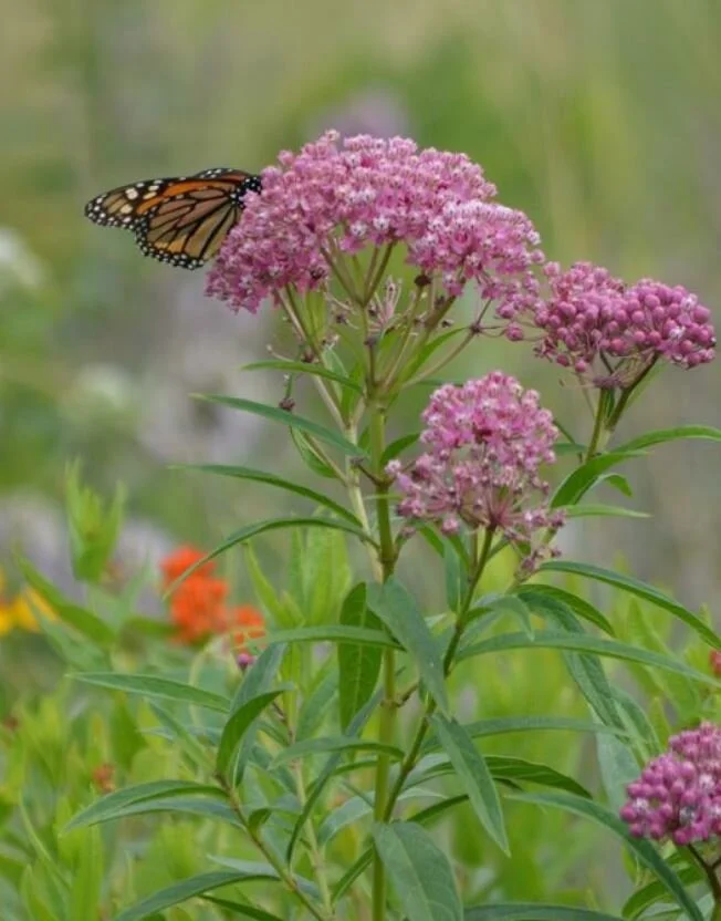 Asclepias incarnata ~ Showy Swamp Milkweed / Large