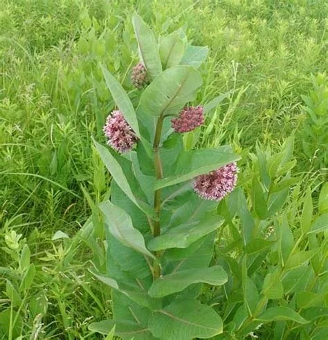 Asclepias syriaca ~ Common Milkweed / Large