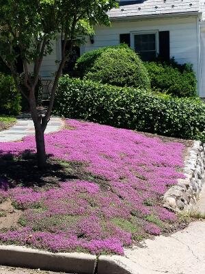 After: A soft beautiful carpet of Creeping Thyme