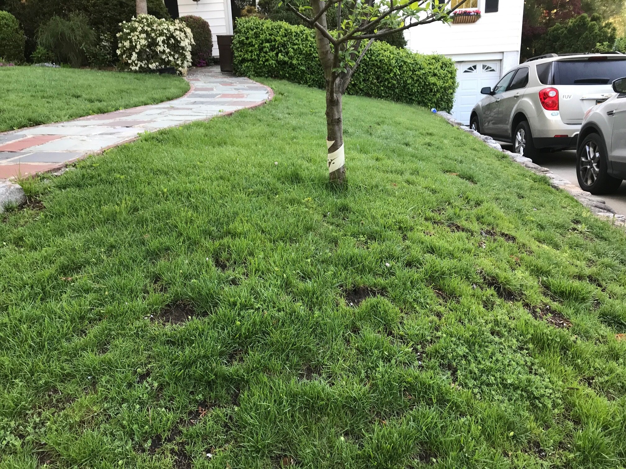 Before: My hated turf lawn!