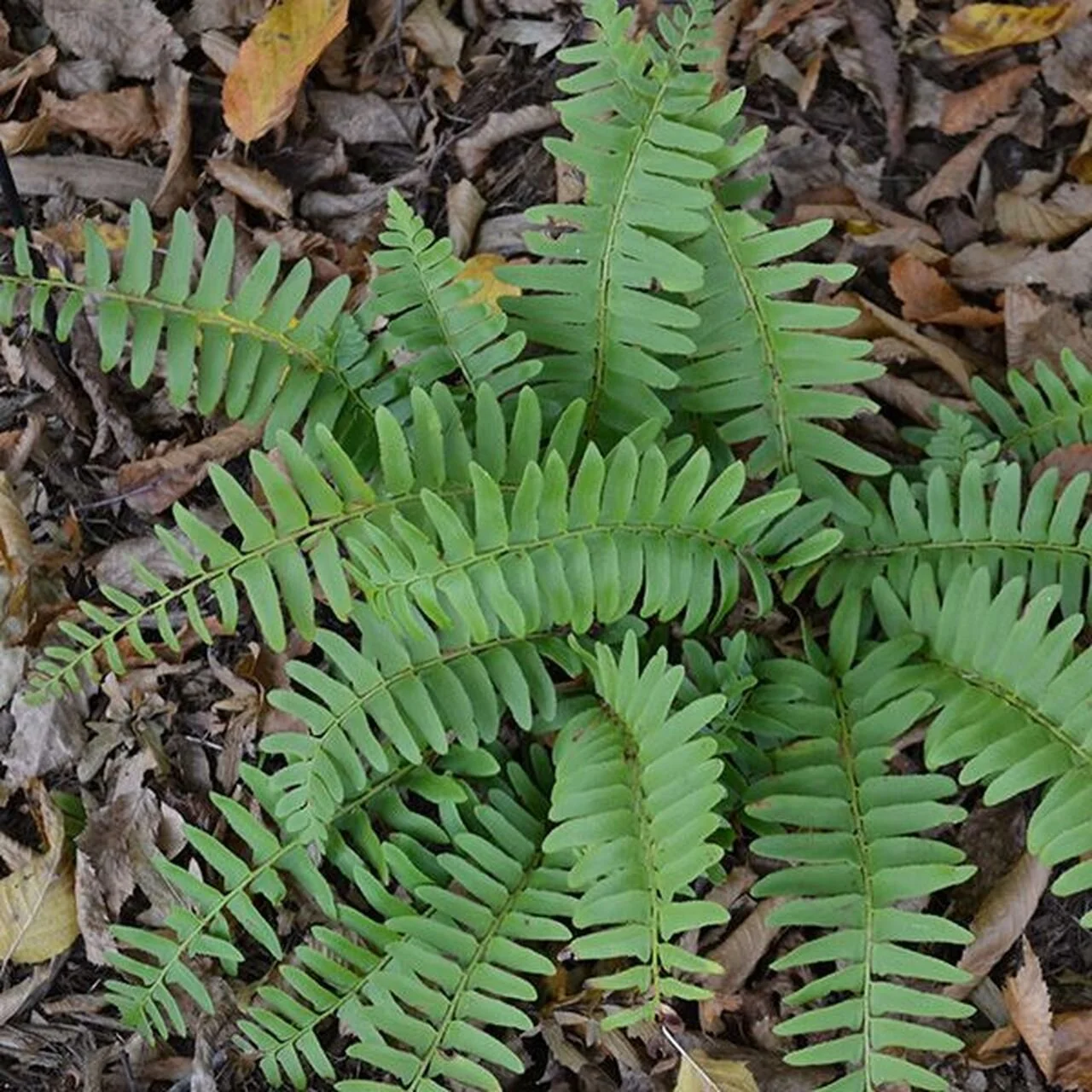 Polystichum acrostichoides.jpg