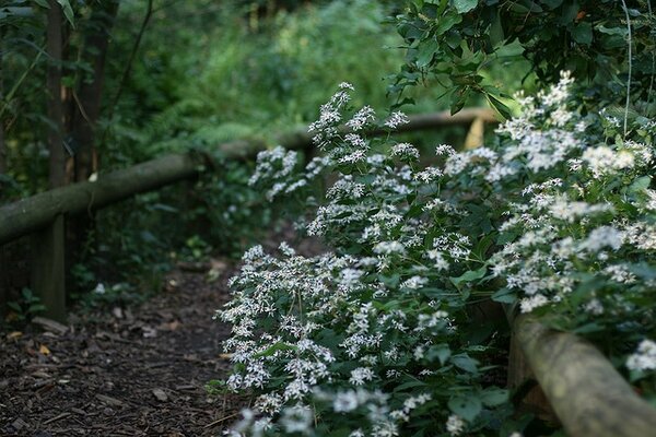 Eurybia divaricata ~ White Wood Aster / Medium