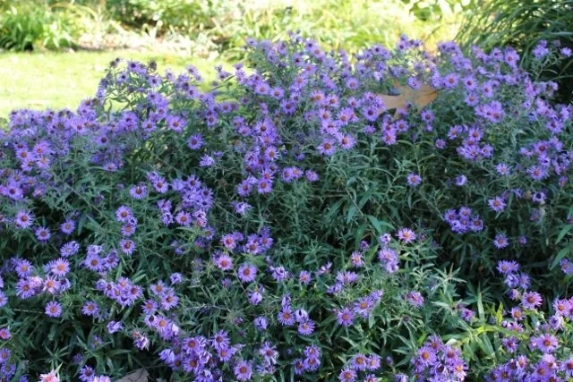 Symphyotrichum novae-angliae ~ New England Aster / xSmall 5-Pack