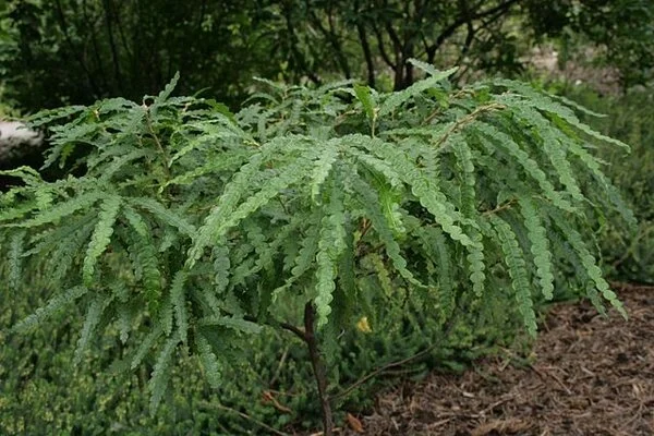 Comptonia peregrina.jpg