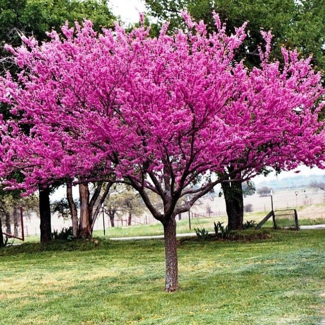 Cercis canadensis.jpg