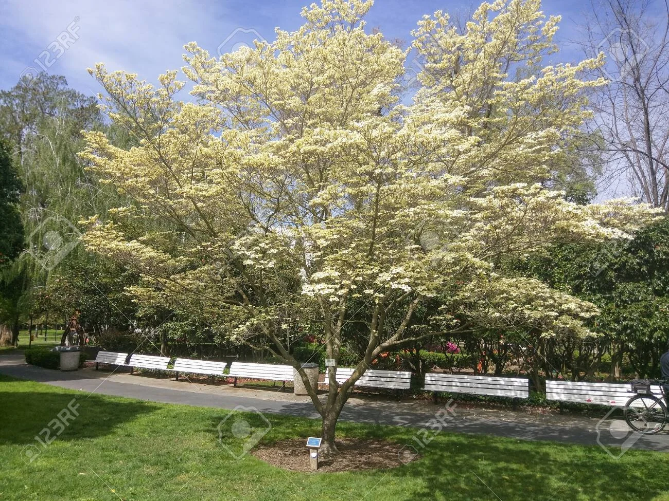 Cornus florida.jpg