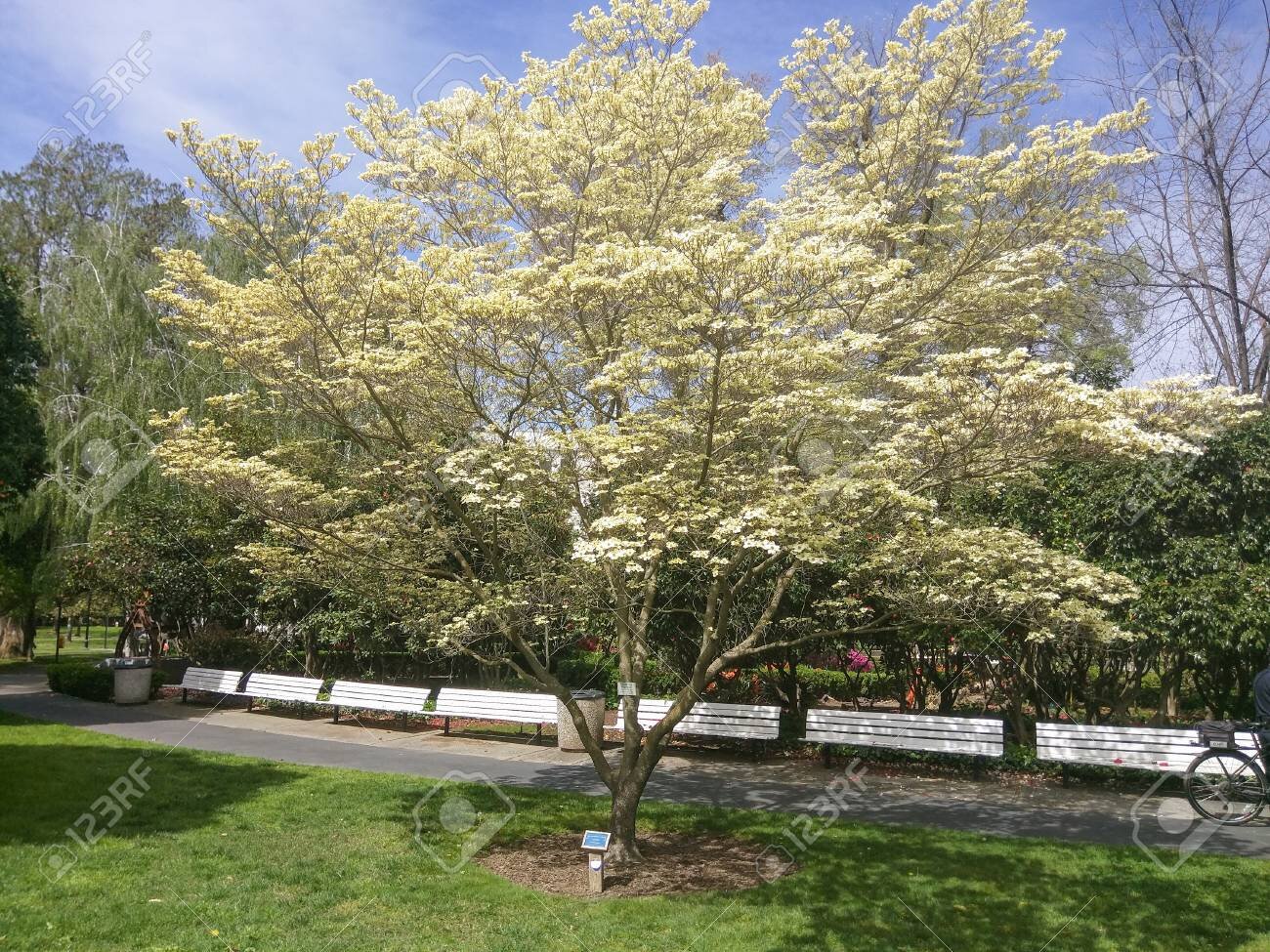 Cornus florida ~ Common Dogwood / Large
