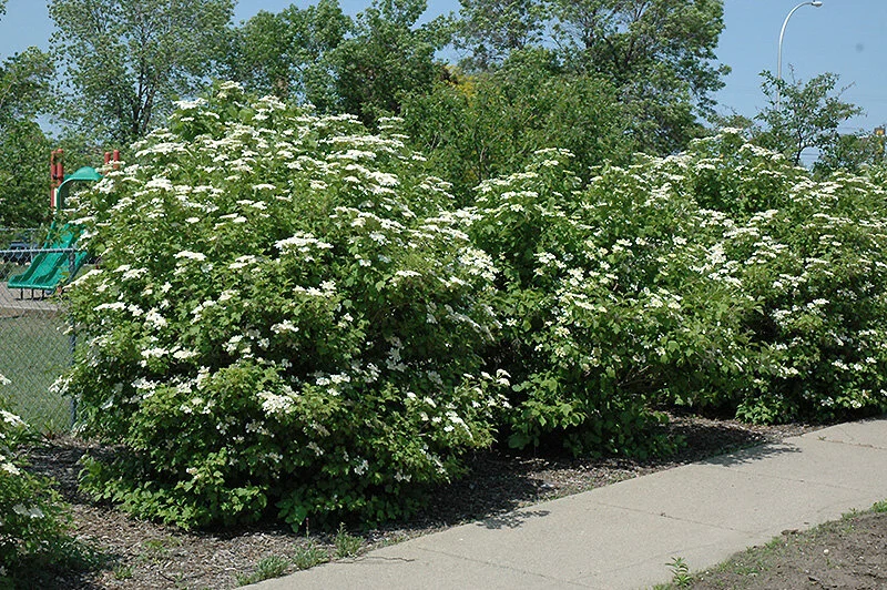Viburnum trilobum.jpg