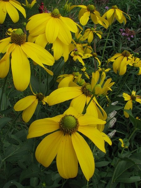 Rudbeckia-laciniata--NCState.jpg