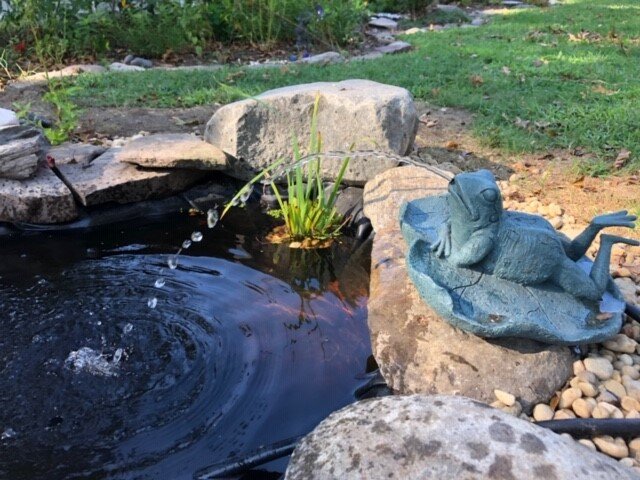 Frog fountain with Iris versicolor in the background (in pond) and lobelis cardinalis to the far left