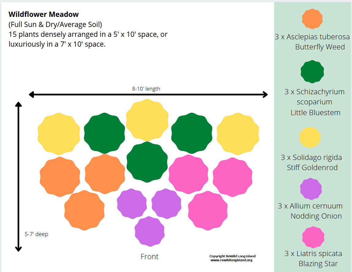 ReWild Wildflower Meadow