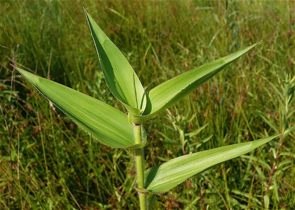 Dichanthelium clandestinum.jpg