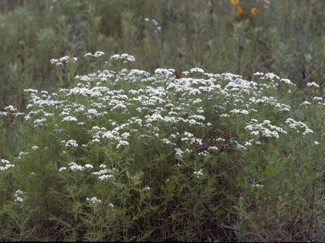 Pycanthemum tenuifolium.JPG