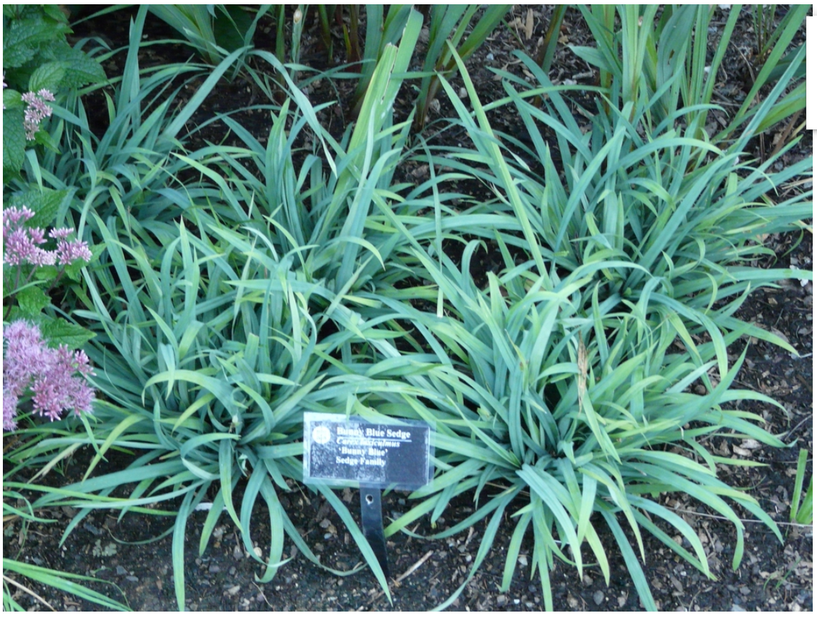 Carex laxiculmis.PNG