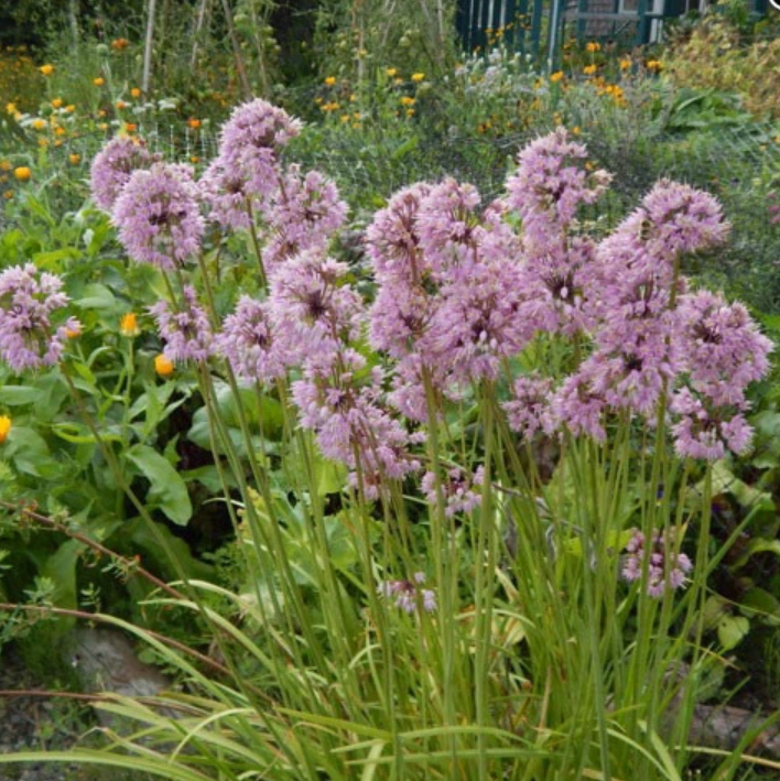 Allium cernuum.PNG