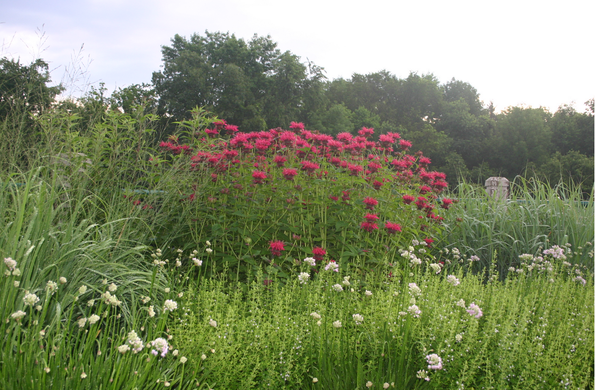 Monarda didyma 'Jacob Cline'.PNG