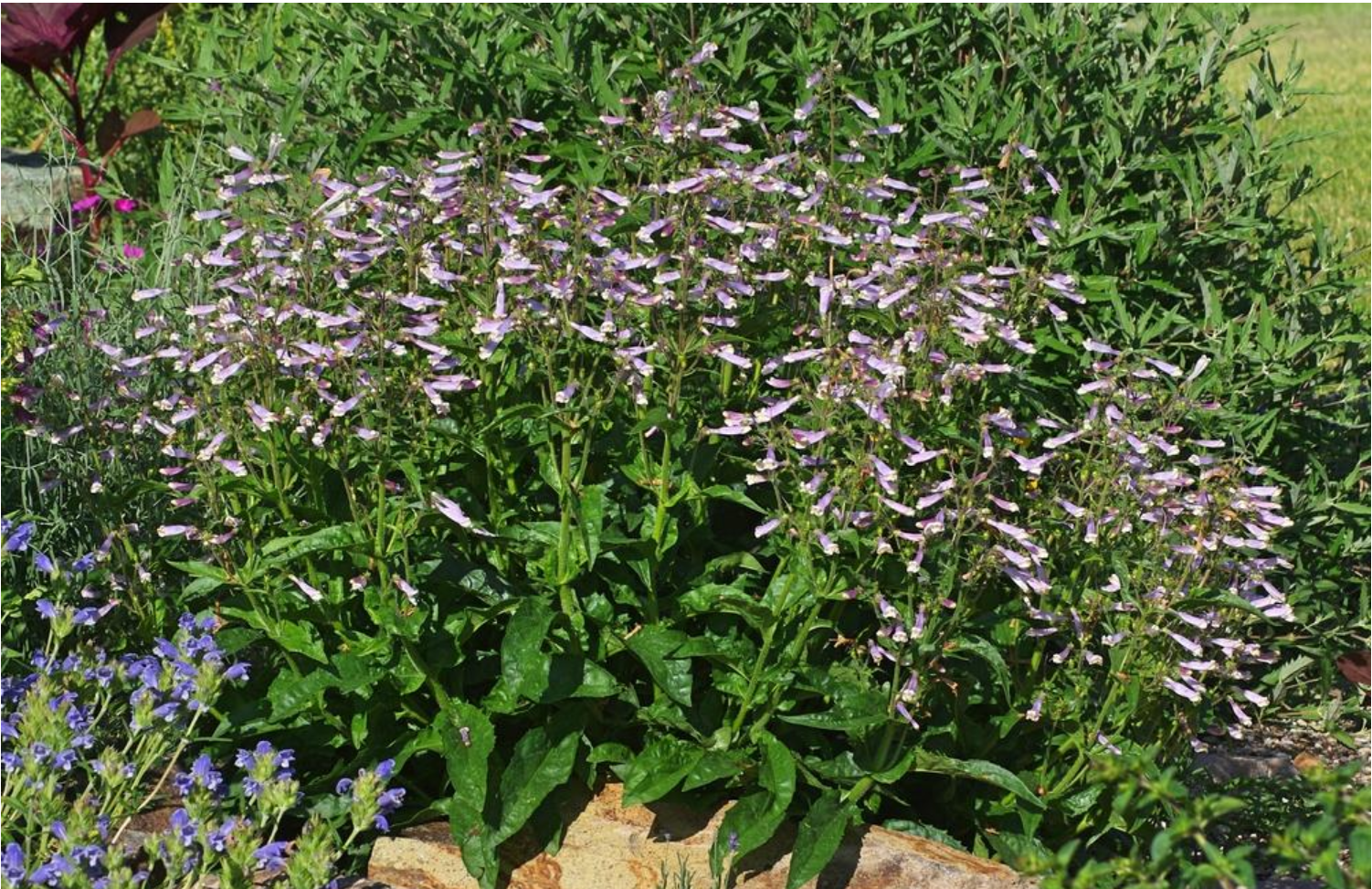 Penstemon Hirsutus.PNG